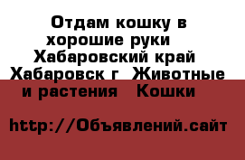 Отдам кошку в хорошие руки. - Хабаровский край, Хабаровск г. Животные и растения » Кошки   